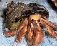 hermitcrab